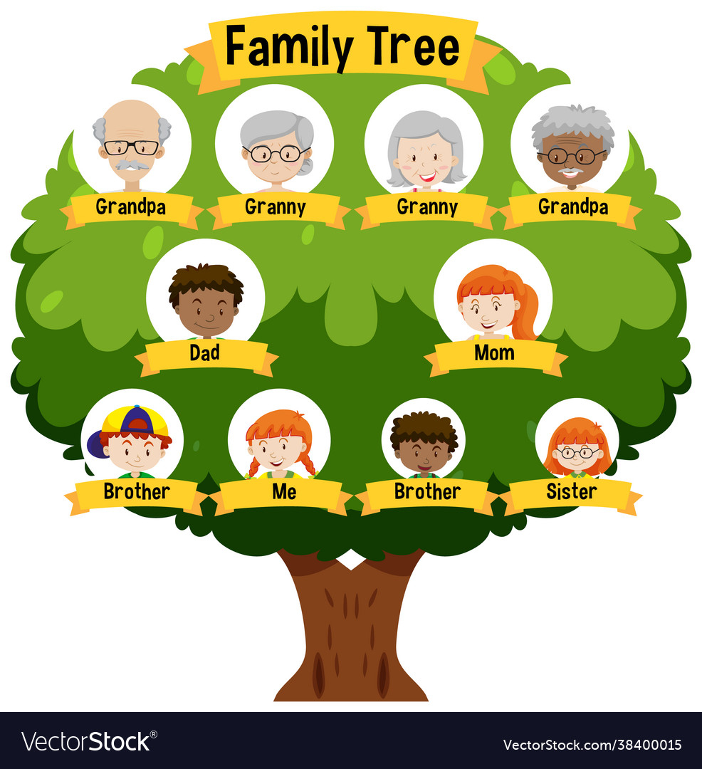 Diagram showing three generation family tree Vector Image In Blank Family Tree Template 3 Generations