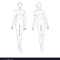 Fashion Template Walking Women Looking Front Vector Image For Blank Model Sketch Template