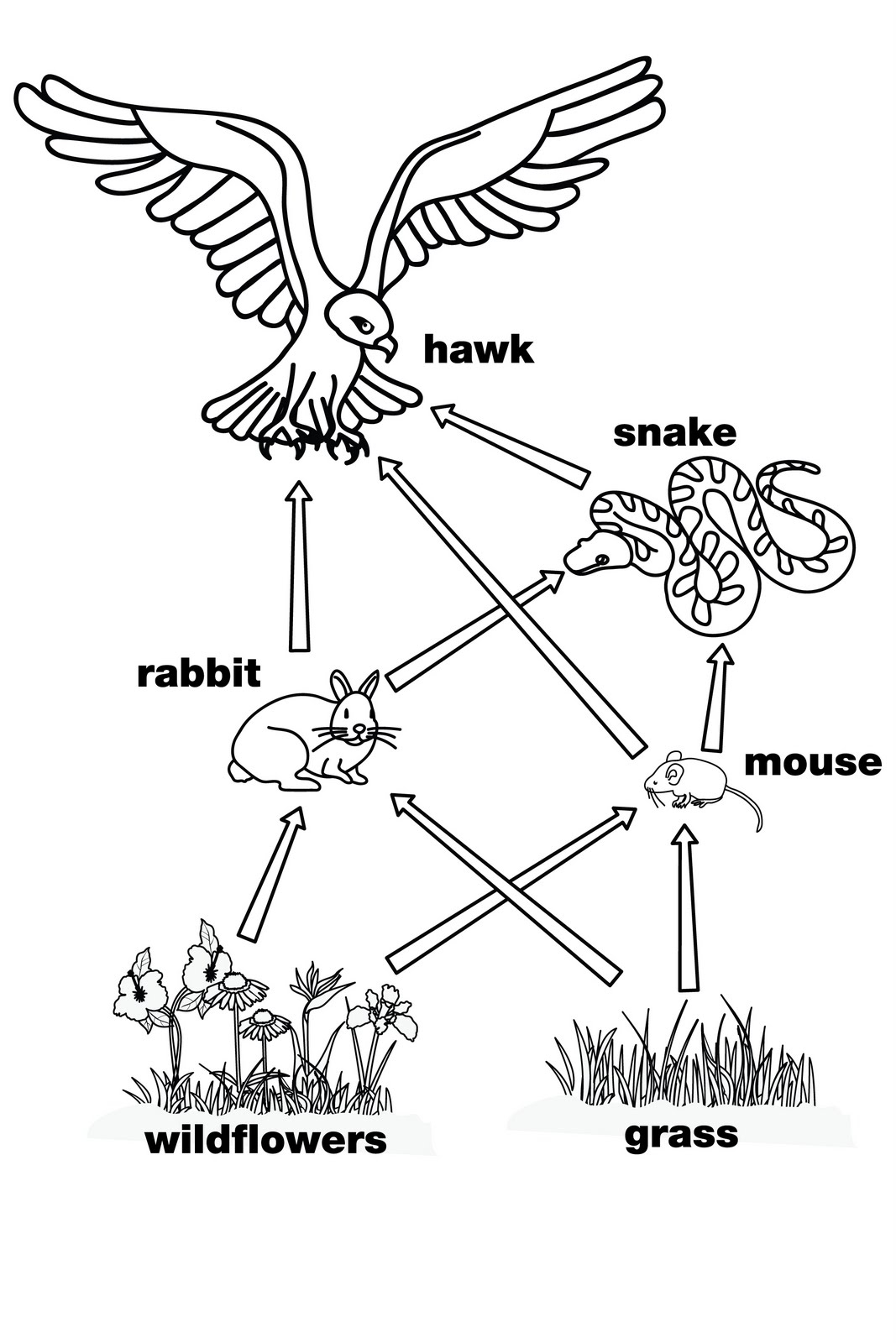 food chain coloring page - Clip Art Library With Regard To Blank Food Web Template