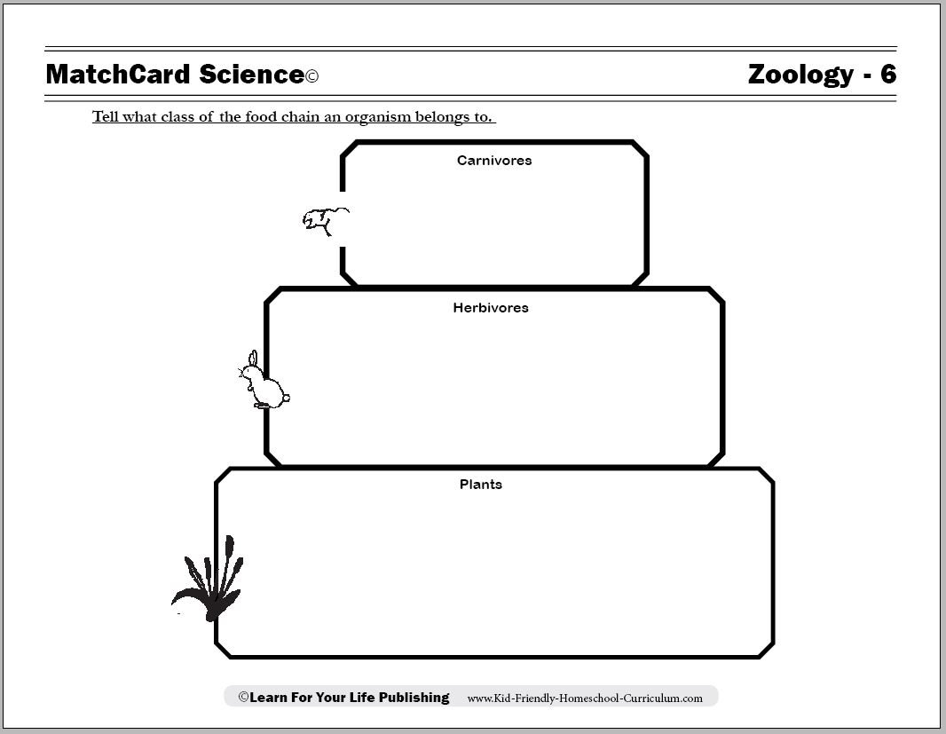 Food Chain Worksheets For Blank Food Web Template