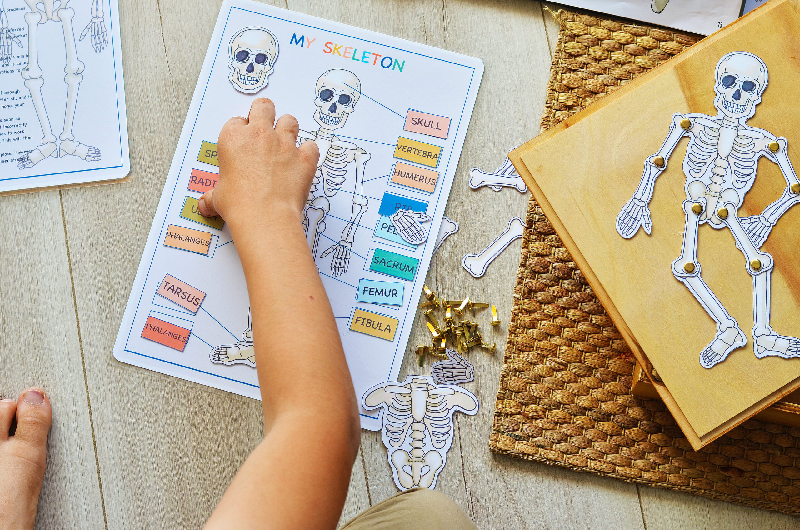 Human Skeleton Busy Book Page Printable Montessori Materials - Etsy UK Within Skeleton Book Report Template