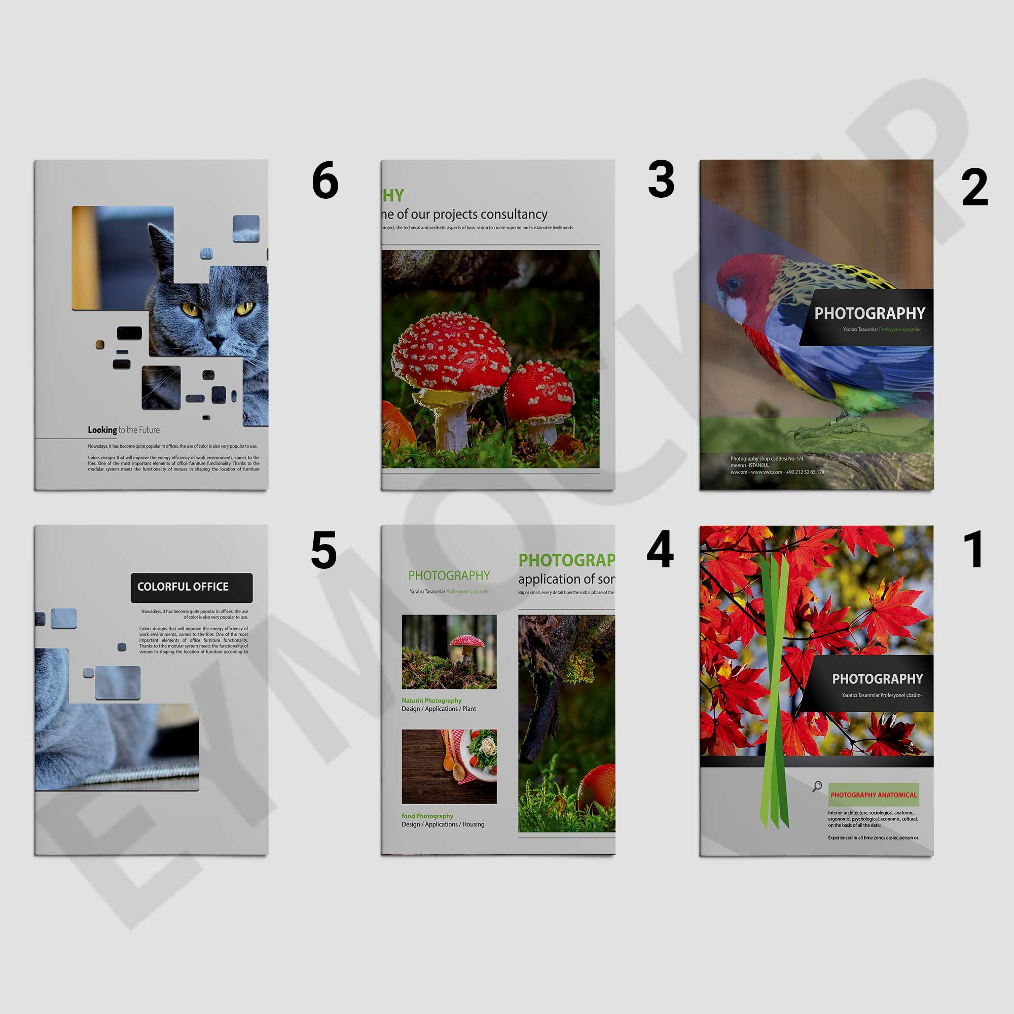 Zoo Photography Brochure Template For Zoo Brochure Template